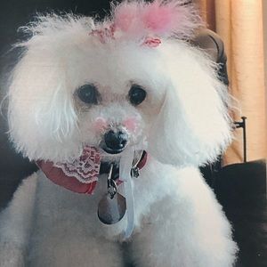 Meet your Posher, Maria